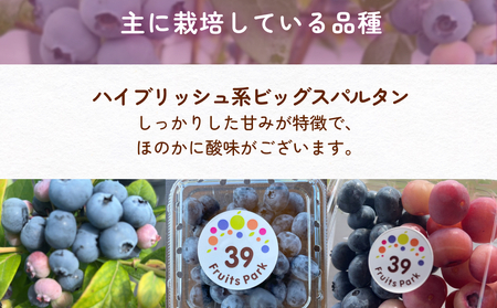ブルーベリー摘み取り体験 小4パック（500～600グラム程度）