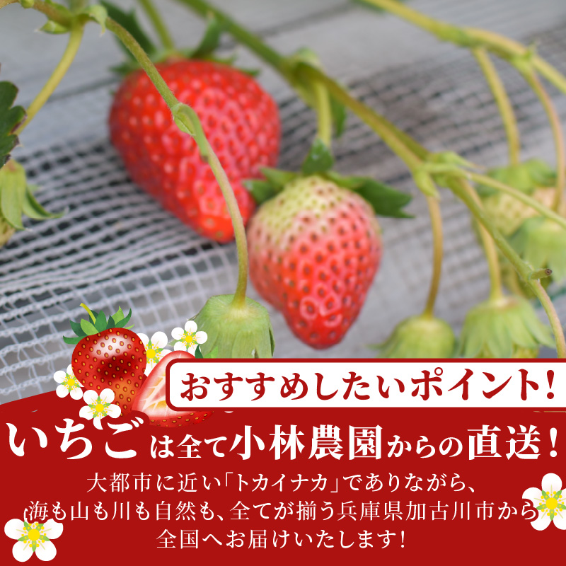 兵庫加古川(小林農園)特産いちご 4パック[1月中旬より順次発送]《 苺 いちご 期間限定 よつぼし フルーツ 果物 国産 送料無料 》【2401C09502】