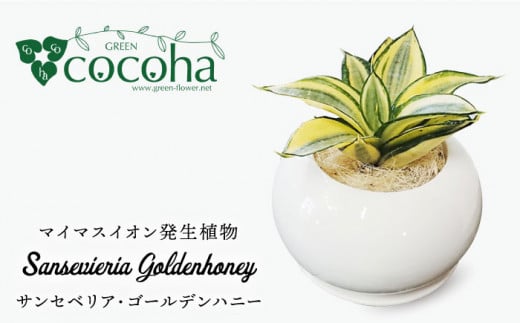 サンセベリア ・ ゴールデン ハニー 糸島市 / cocoha [AWB007] 観葉植物 グリーン インテリア 観葉植物 緑 グリーン 暮らし インテリア 小さめ 鉢 おしゃれ 植物 ギフト