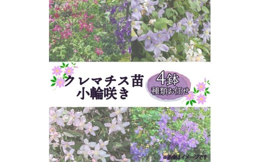 花苗 クレマチス 苗 小輪咲き 4鉢セット 種類 おまかせ 花 お花 鉢花 鉢植え 園芸 ガーデニング 富士山 静岡県 長泉町