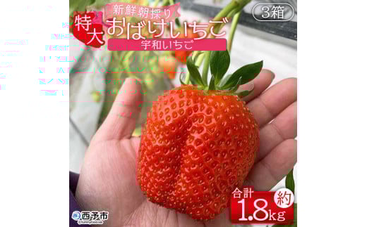 ＜農家厳選 新鮮朝採り 宇和いちご 特大サイズ おばけいちご 3箱(約1.8kg)＞ イチゴ 大粒 果物 苺 ストロベリー 産地直送 旬 期間限定 数量限定 かんちゃん農園 愛媛県 西予市 【冷蔵】『2026年2月下旬～4月迄に順次出荷予定』