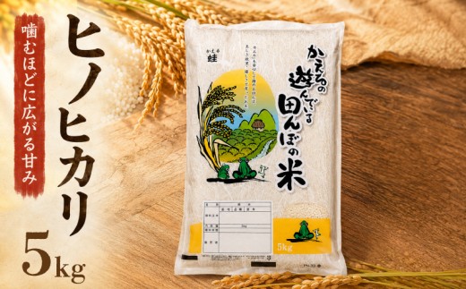 【令和7年産】先行受付 福岡県産 ヒノヒカリ 5kg  単品 ひのひかり 福岡産 福岡 ふるさと納税 米 お米 江口農産 柳川市産 白米 米 お米 こめ コメ ライス ご飯 ごはん 美味しい 贈り物 国産 福岡県 柳川市 お取り寄せ 産地直送 hinohikari