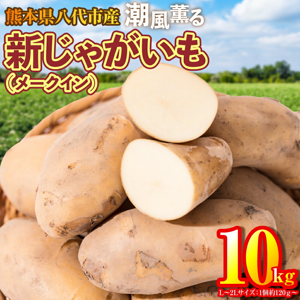 【ふるさと納税】【先行予約】 熊本県八代市産 潮風薫る新じゃがいも (メークイン) 10kg いも 野菜 芋 国産 熊本県 八代市 九州 農作物 送料無料 【2025年6月上旬より順次発送】