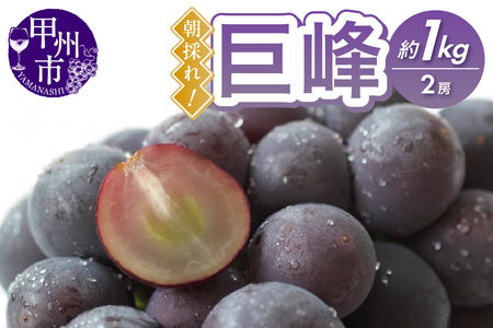 甲州市産 朝採れ！巨峰 約1kg（2房）【2025年発送】（RC）B-439 【巨峰 黒ぶどう 葡萄 ブドウ 令和7年発送 期間限定 山梨県産 甲州市 フルーツ 果物】