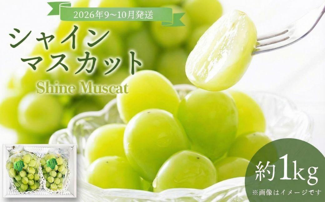 ＜2026年発送分 先行予約＞9月～10月発送お土産シャインマスカット1kg箱【029-a011】