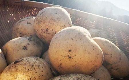 じゃがいも （ 西豊 ） 約3kg 野菜 やさい ジャガイモ いも イモ 芋