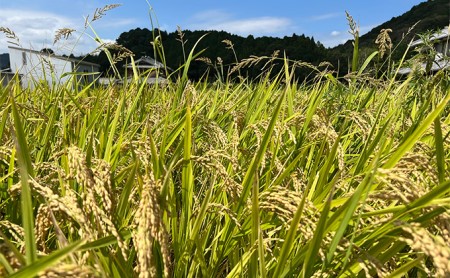 お米 キヌヒカリ 5kg 減農薬 もっちり お米