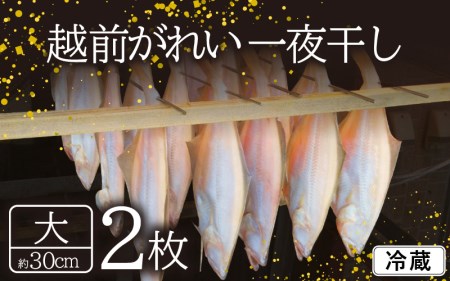 冷蔵配送！ 越前 赤かれい干物 2枚 大サイズ 「天日干し」  越前の港から直送！旨味濃縮 一夜干し【干物 ひもの 冷蔵ひもの 赤ガレイひもの かれい干物 カレイ干物 5000円ひもの 添加物不使用ひもの　食べやすい干物】 [e23-a001]