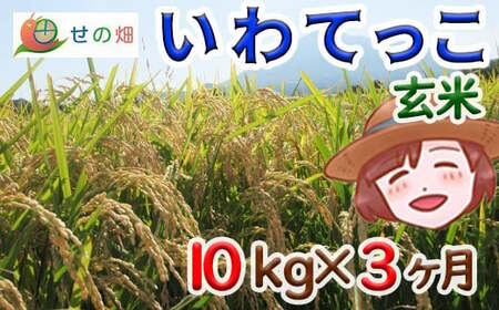 【2024年11月発送開始】 令和6年産 新米 岩手県産 いわてっこ 玄米 10kg×3ヶ月定期便 ／ 米 産地直送 農家直送 定期 【せの畑】