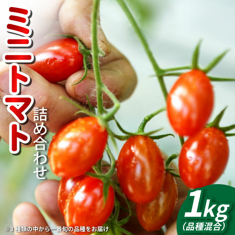 【ふるさと納税】 トマト ミニトマト 1kg フランティーノ アマイマリー チコ 野菜 やさい トマト ジュース パスタ スパゲティー ソース サラダ ドレッシング サンドイッチ ハンバーガー ピザ カレー お取り寄せ グルメ 徳島県 阿波市 ヴェリタス株式会社