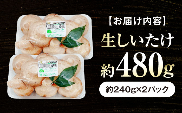 生しいたけ (菌床栽培) 約240g×2パック ／ しいたけ 椎茸 シイタケ きのこ キノコ 野菜 愛媛県 内子町産 四国 【株式会社フジ・アグリフーズ】 [BKAY013]