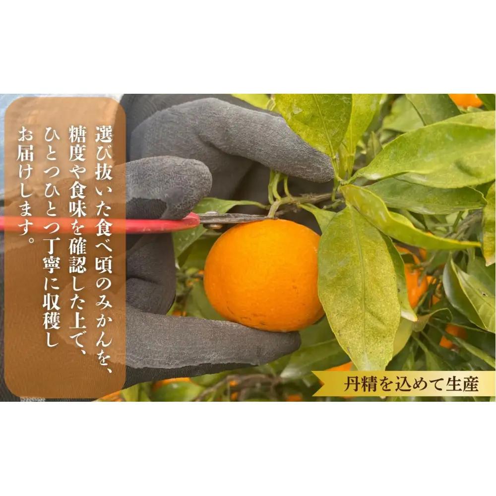 則村園産 有田みかん 7kg 温州みかん みかん 蜜柑 甘い 甘いみかん 有田 有田川町 和歌山