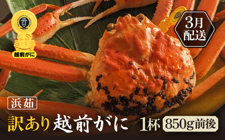 訳あり【3月発送】越前がに本場の越前町からお届け！浜ゆで越前かに  × 1杯 (生で1杯850g前後)  [e65-x002_03] カニ かに 越前がに 越前ズワイガニ 越前かに 越前カニ 姿 