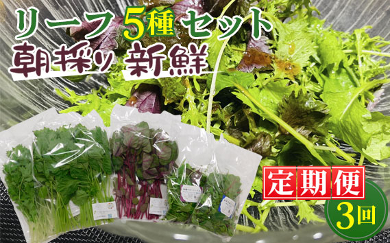 【毎月定期便3回】朝採りお日様リーフ5種セット No.157