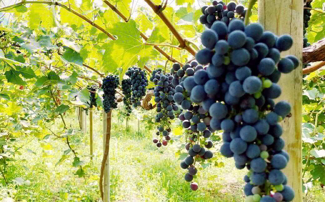 《blue》あらしぼりのとろっと濃厚、ストレートジュース 果汁100% 1本（500ml）