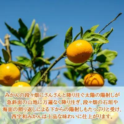 【先行受付】JAにしうわの季節の柑橘(日の丸共選「ゴールド千兩」約5kg)【F08-45】 YWTV016