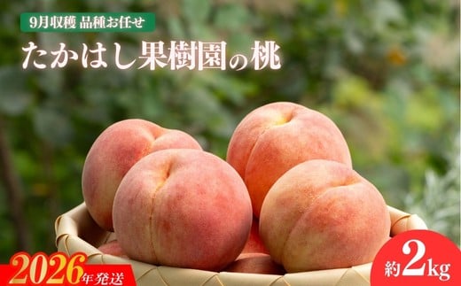 No.1817たかはし果樹園の桃　9月収穫約2kg【2026年発送　先行予約】