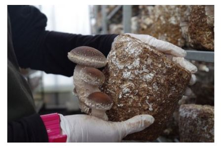 大垣椎茸　肉厚・ジューシー　1kg