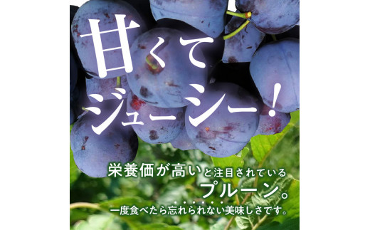 【先行予約：2025年8月下旬より発送】余市の砂川果樹園が贈る【余市の生プルーン】1.6kg_Y033-0035