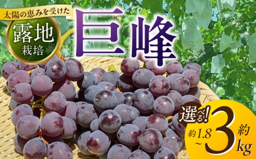 
                  【8月中旬より順次発送】池尻農園 露地巨峰 _ 池尻農園 巨峰 露地栽培 選べる 容量 約 1.8kg ～ 約 3kg 福岡県産 芳醇な香り 深いコク フルーツ 果物 ぶどう 旬 先行予約 産地直送 旬の味覚 贈り物 福岡県 久留米市 送料無料 _ Fg019-sku
                