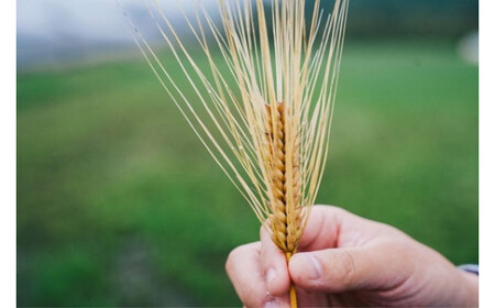 玖珠町産もち麦250g入り袋×6個 もち麦 九州 大分県 玖珠町 寒冷地 栽培 甘み 風味 特産品 麦ご飯 炊き方 白米 チャーハン カレー 雑炊 アレンジ 料理 玄米 栄養 健康 食物繊維 ヘルシー