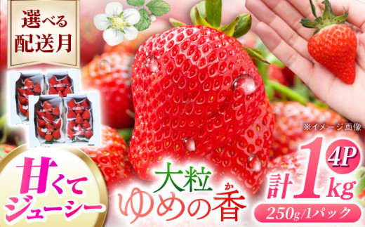【2026年2月配送】長崎県産 いちご ゆめの香 【大粒】約1kg（250g×4パック）長崎県/わたる農園 [42AABB002] いちご イチゴ 苺 ゆめの香 大粒 果物 くだもの フルーツ お取り寄せ おすすめ 農家 産地 直送