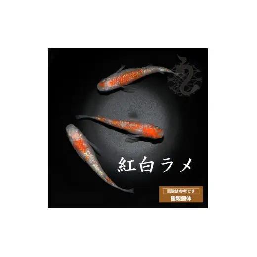 メダカ「紅白ラメ（Aクラス）」3ペア