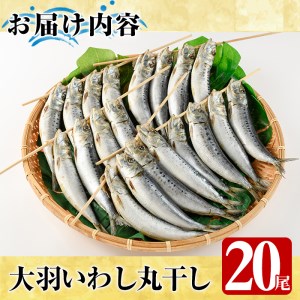 鹿児島県阿久根市産干物！大羽いわし丸干し(20尾)国産 鹿児島県産 魚介 魚貝 海産物 水産加工物 惣菜 簡単調理 セット 小分け【川本商店】a-12-132