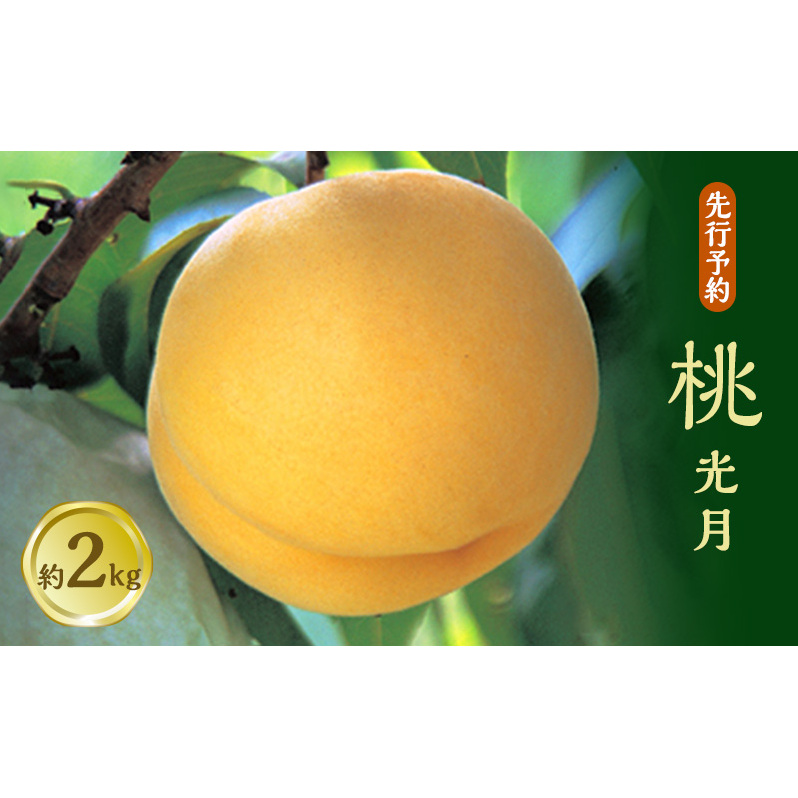 桃 「 光月 」約 2kg 2024年 10月上旬発送　【 長野県 長野県産 黄桃 もも もも(黄桃) フルーツ フ旬 果物 希少 長野 国産 2024 先行予約 】