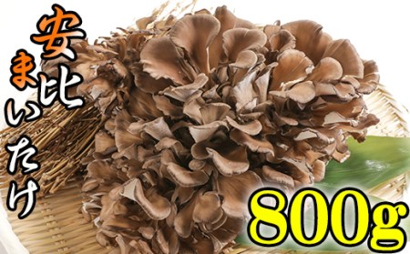 【早期予約 2026年9月発送開始予定】 生まいたけ 大株 約800g 【安比まいたけ】 ／ 生 まいたけ 安比 舞茸 マイタケ 国産 岩手県産 きのこ キノコ 茸 野菜 一株 炊き込みご飯 炊込みご飯 天ぷら てんぷら 味噌汁 みそ汁 煮物 お鍋 鍋 すきやき すき焼き ソテー 炒めもの パスタ