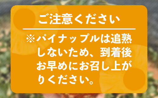 【マツコの知らない世界で絶賛！】《2026年5月以降順次発送》[先行予約] 最高糖度20度！？ 完熟の極 石垣島産幻のパイナップル ホワイトココ2個セット【 沖縄 石垣島 石垣 八重山 パイン パイナ