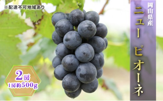 
                  ぶどう 2027年 先行予約 ニュー ピオーネ 2房（1房約500g） ブドウ 葡萄  岡山県産 国産 フルーツ 果物 ギフト
                