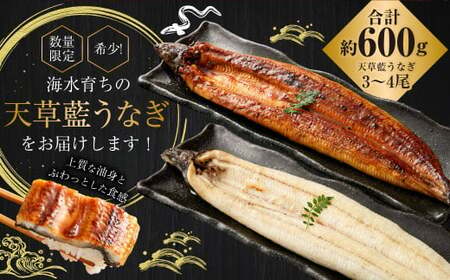 【令和8年度熊本地震復興支援】【ミシュラン星付きのプロが愛用】1日10セット限定！海水育ちの天草藍うなぎ 紅白3～4尾セット【合計約600g】数量限定!! 鰻 ウナギ うなぎ うなぎ蒲焼 鰻の蒲焼 う