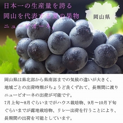 【2024年8月下旬より発送】ご家庭用　岡山県産　ピオーネ　500g×2房【配送不可地域：離島】【1409693】
