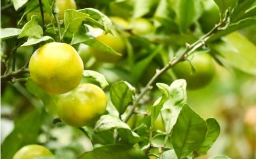 仲森農園の極早生温州みかん 約5kg みかん ミカン 蜜柑 温州みかん 温州ミカン 柑橘 フルーツ 果物 くだもの 甘い 旬 数量限定 期間限定 産地直送 10000円 三重県 熊野市【2026年9月