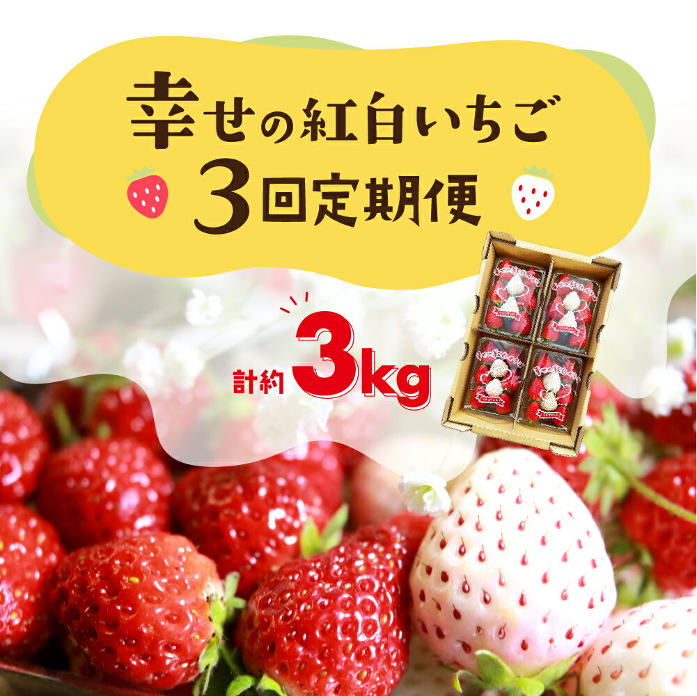 【ふるさと納税】≪先行予約≫幸せの紅白いちご 定期便 3回 計3kg (1回あたり約250g×4パック) イチゴ いちご 苺 ブランドイチゴ 果物 フルーツ スイーツ おやつ 紅ほっぺ ゆめのか スターナイト 天使のいちご 定期便 3ヶ月 白いちご 高糖度 甘い 産地直送 旬 愛知県 豊橋市