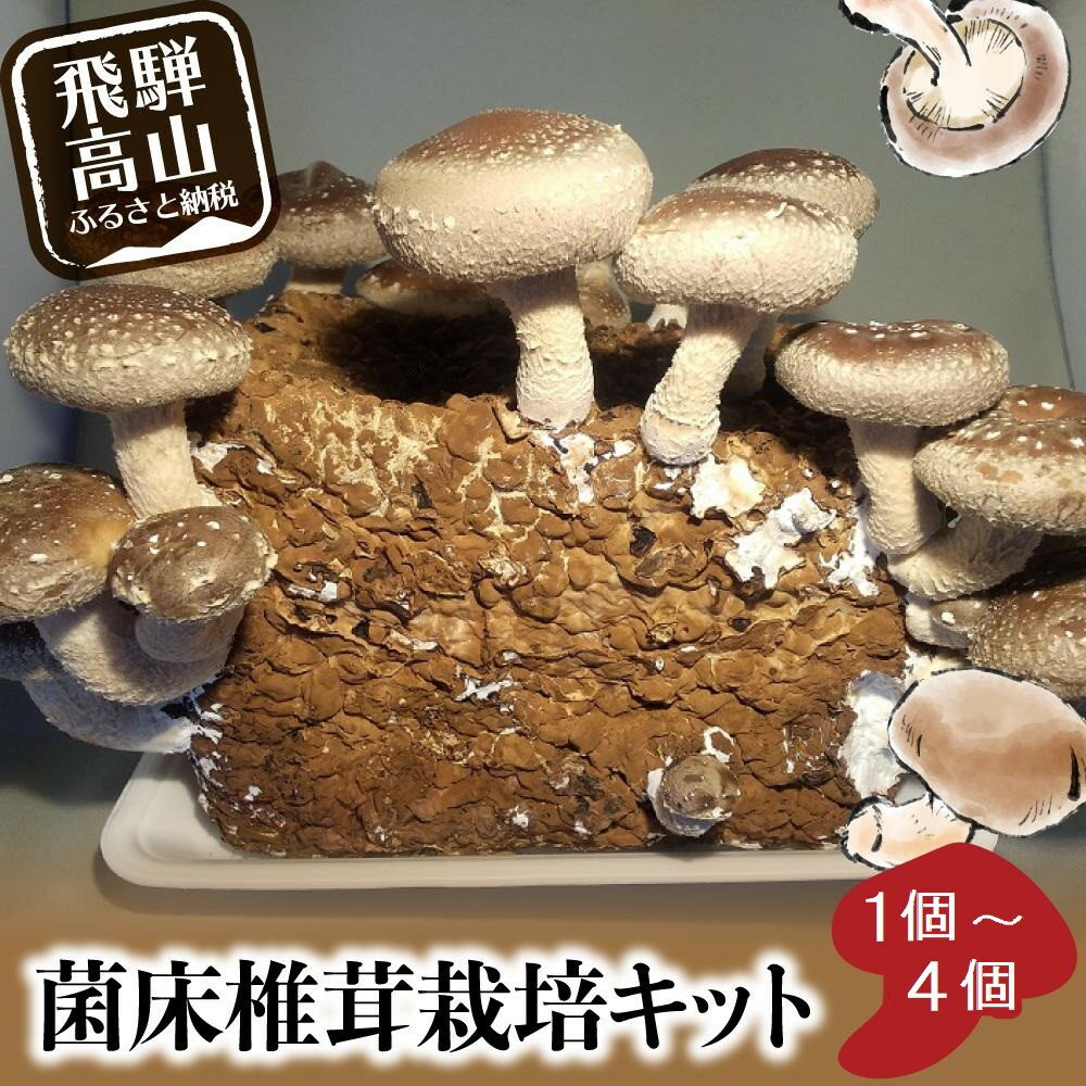 【ふるさと納税】菌床椎茸栽培キット 1個～4個 | しいたけ シイタケ 椎茸 栽培キット 栽培 菌床 しいたけ菌 椎茸菌 夏休み 自由研究 飛騨高山きのこの里 GK003MP