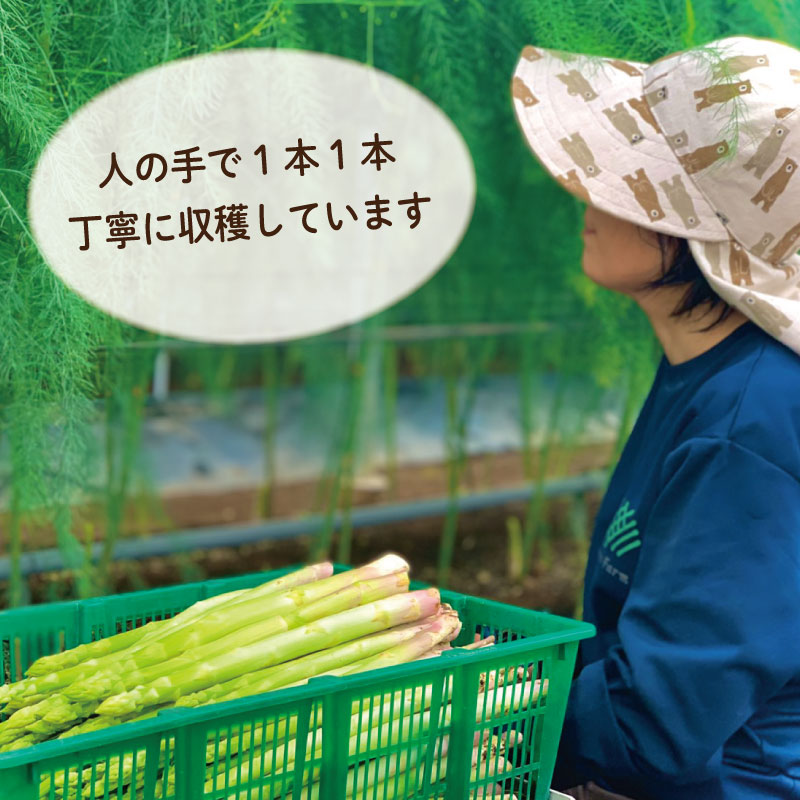 アスパラガス Mサイズ 3kg 《3月から出荷開始！》 アスパラ 朝採れ 弁当 野菜 グリーンアスパラ サラダ ベーコン 豚肉 巻き 甘い 国産 春野菜 新鮮 せいくらべ 徳島 阿南