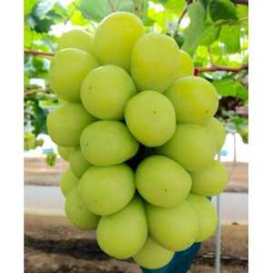 新鮮・朝採り後即出荷!岡山県　吉備高原産シャインマスカット　2kg (3～4房入り)贈答品【1700915】