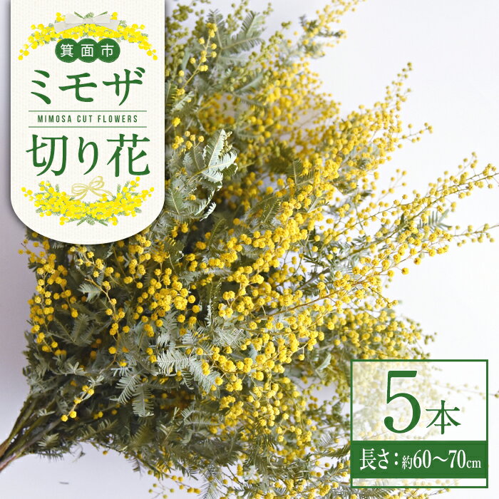 【ふるさと納税】＜ミモザの季節限定！2月上旬以降発送予定＞箕面産ミモザ切り花(5本) ミモザ 生花 本物 切り花 切り枝 大きい 産地直送 花束 アレンジ リース 素材 材料 お花 季節 旬 イエロー 【m101-03】【ミモザの日inJAPAN推進箕面組織委員会】
