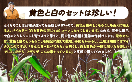 とうもろこし2種セット  合計10本（おひさまコーン７本、ロイシーコーン３本） 元木農場 北海道浦幌町産 生でも食べられる糖度20度以上 朝もぎたてとうもろこし 旬の時期にお届け 朝採り【8月下旬-9