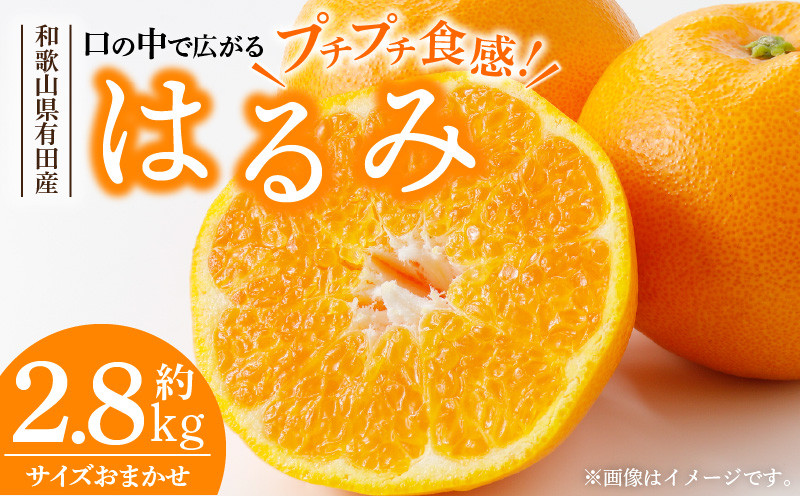 
                  はるみ [約2.8kg] 和歌山県有田産 春みかん(果実サイズおまかせ) 春柑橘 紀伊国屋文左衛門本舗_V7409
                