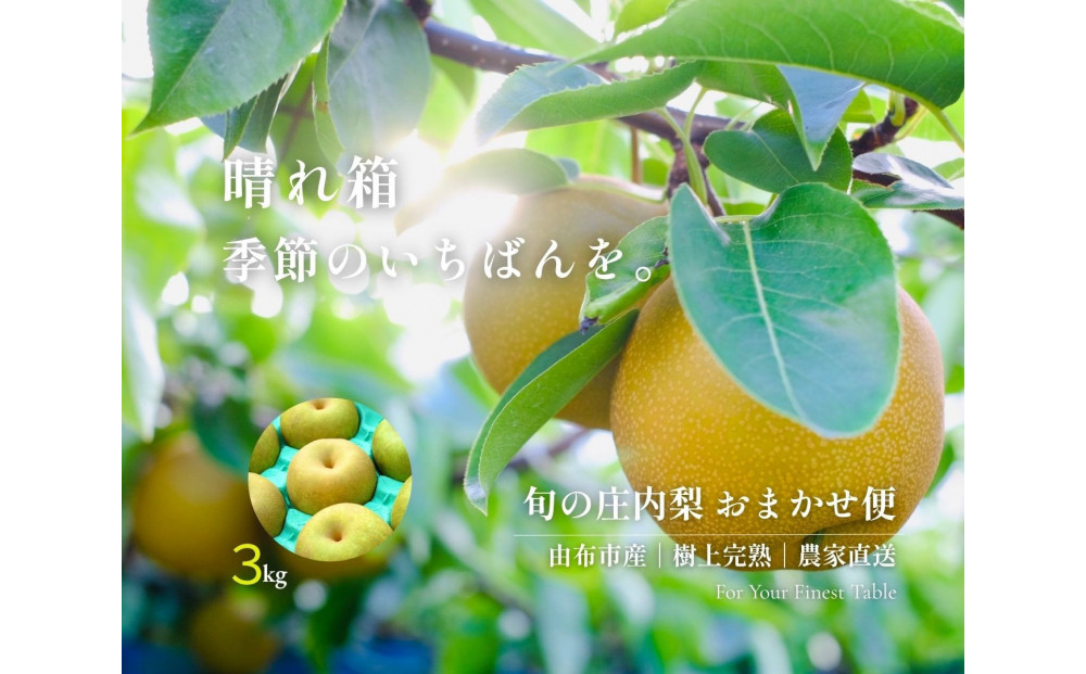 【晴れ箱】由布市産 庄内梨 約3kg｜旬のおまかせ便・樹上完熟・農家直送・期間限定｜庄内梨の藤原