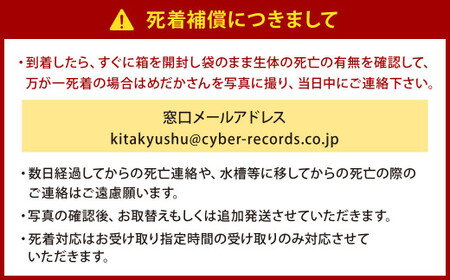 大亀屋のミックスめだかさん 10匹