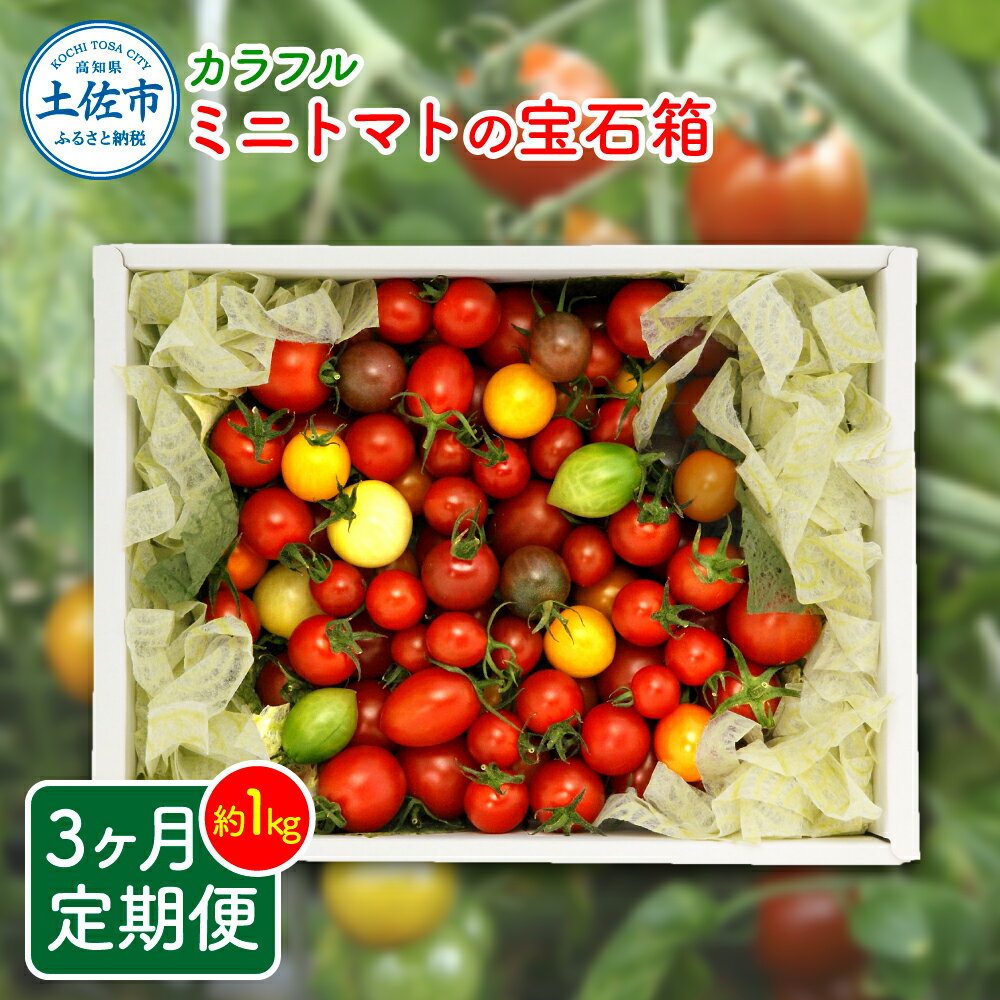 【ふるさと納税】カラフルミニトマトの宝石箱 約1キロ 定期便3ヶ月 約1kg トマト とまと 詰め合わせ 15品種以上 野菜 料理 サラダ マリネ パスタ 浅漬け おやつ 弁当 甘味 酸味 新鮮 おいしい 高知県 高知 土佐市 土佐市 こうち 返礼品