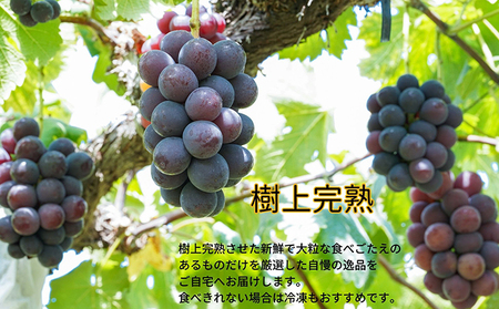 厳選 ニューピオーネ 2房 合計1.0kg以上 産地直送 朝採れ ぶどう 葡萄 Kawahara Green Farm 岡山県産 2026年 果物 フルーツ 甘味 酸味 さっぱり 大粒 種なし 人気 