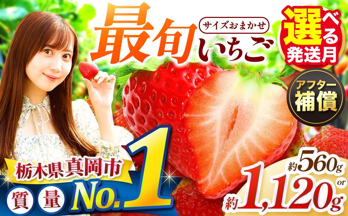 
                  大人気！ 最旬とちあいか 発送月・容量が選べる いちご | 1月 2月 3月 おいしい 取り寄せ プレゼント | 生産量 日本一 果物 フルーツ 苺 イチゴ 2026年分 シーズン  栃木県 真岡市 送料無料
                