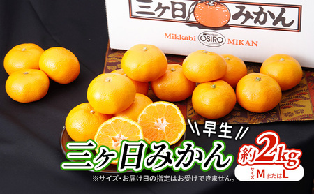 みかん 早生 約2kg 蜜柑 ミカン 果物 くだもの フルーツ みかん