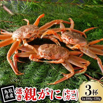 ふるさと納税 智頭町 【先行予約】鳥取県産 活 親がに(セコガニ)100〜130g×3杯 2026年11月発送