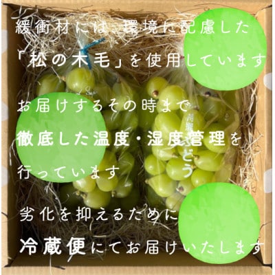 【年内発送】【訳あり】冬に食べられる シャインマスカット 粒 (2kg以上) 山梨産【配送不可地域：離島・沖縄県】